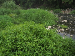 Actinostemma tenerum