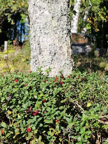 Lingonberry