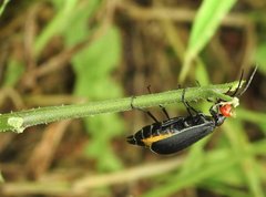 Epicauta mannerheimi