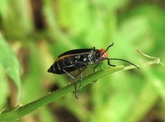 Epicauta mannerheimi