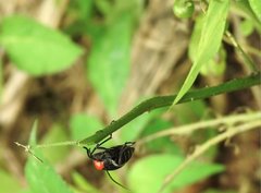 Epicauta mannerheimi