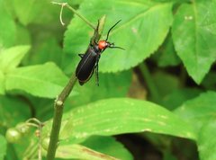 Epicauta mannerheimi