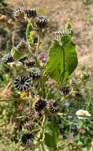 velvetleaf