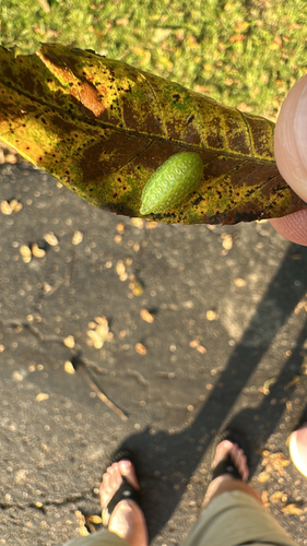 Yellow-shouldered Slug Moth