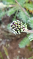 Acaena pinnatifida californica