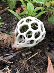 Clathrus roseovolvatus