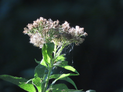 hemp agrimony