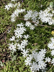 Phlox subulata