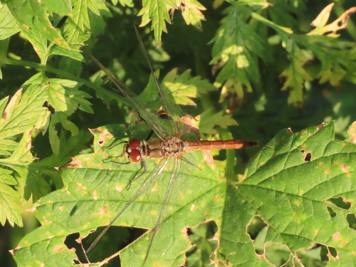 Ruddy Darter
