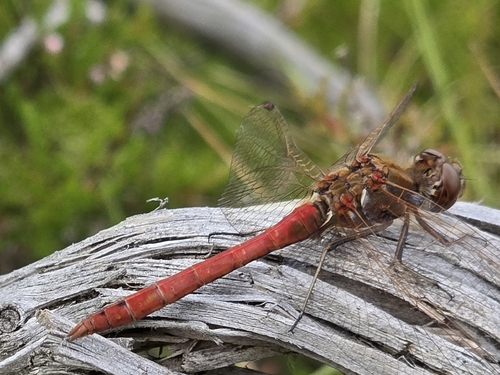Vagrant Darter