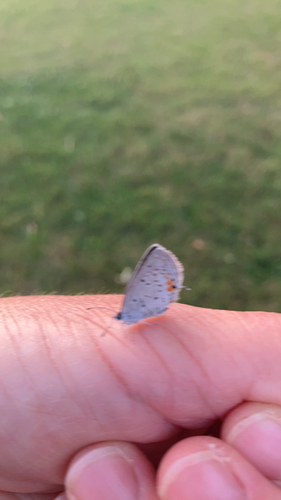 Eastern Tailed-Blue