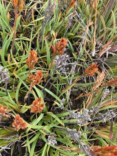 bog asphodel