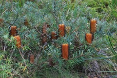 Banksia neoanglica