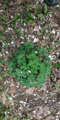 Geranium sibiricum