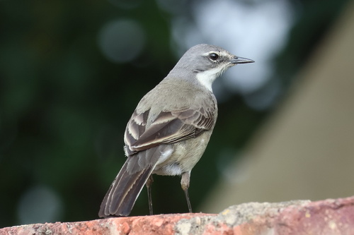 iNaturalist: (c) Gerhard Lemmer, some rights reserved (CC BY-NC), uploaded by Gerhard Lemmer iNaturalist image