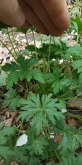 Geranium sibiricum