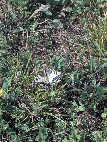 Old World Swallowtail