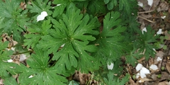 Geranium sibiricum
