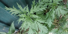 Urtica cannabina