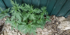 Urtica cannabina
