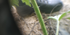 Urtica cannabina