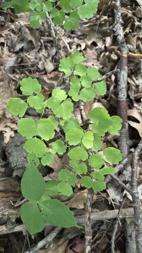 Thalictrum dioicum, photograph 3