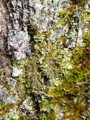 Melanelixia glabratula