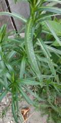 Achillea