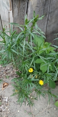 Achillea