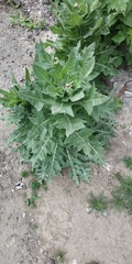 Hyoscyamus niger