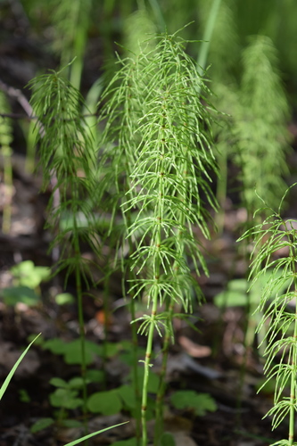 Ožkabarzdis asiūklis nuotrauka