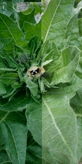 Hyoscyamus niger