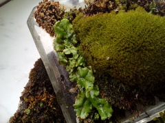 Marchantia polymorpha ruderalis