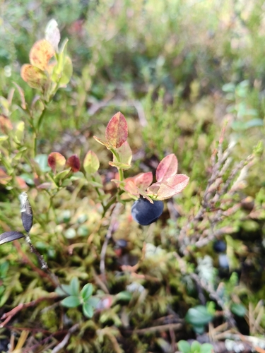 common bilberry