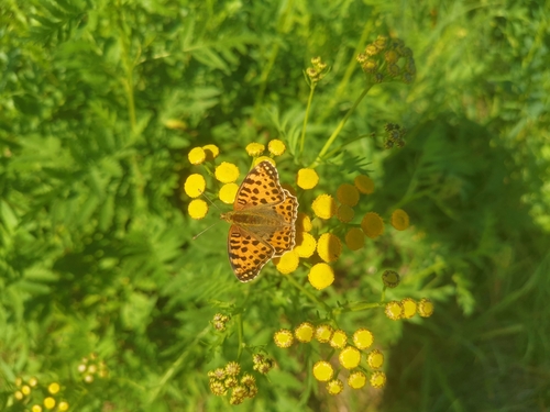 Queen of Spain Fritillary
