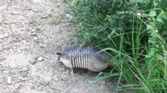 Dasypus novemcinctus