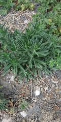Echium vulgare