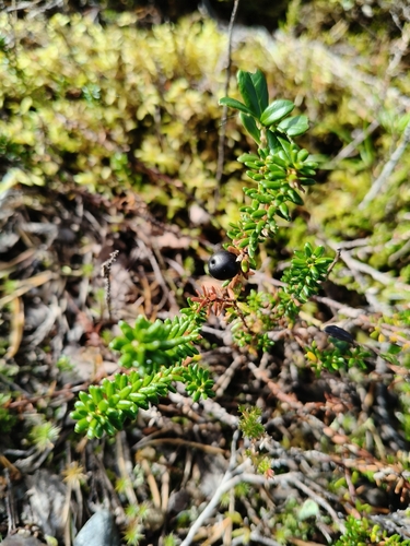 black crowberry