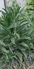 Echium vulgare