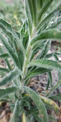 Echium vulgare