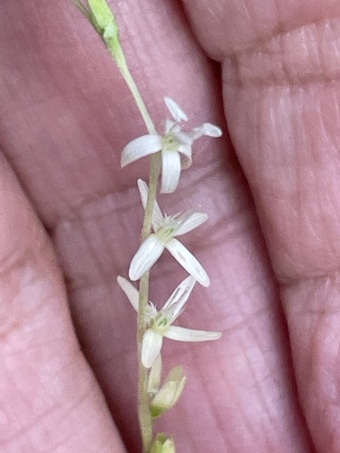 Petiveria alliacea, photograph 1