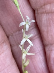 Petiveria alliacea, photograph author not stated, no rights reserved