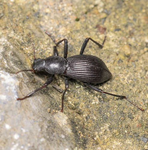 Stenophanes mesostena