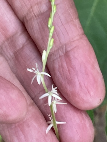 Petiveria alliacea, photograph 2