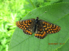 Euphydryas intermedia