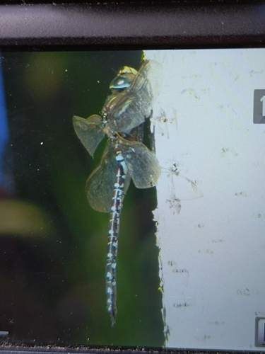 Sedge Darner