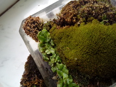 Marchantia polymorpha ruderalis