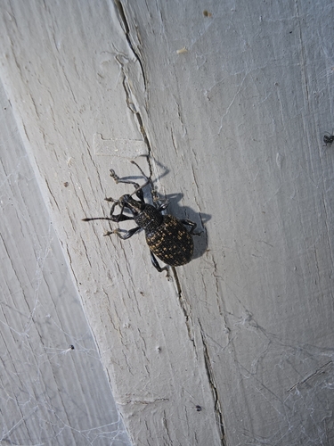 Black Vine Weevil