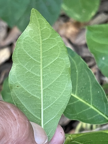 Petiveria alliacea, photograph 5