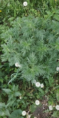 Urtica cannabina